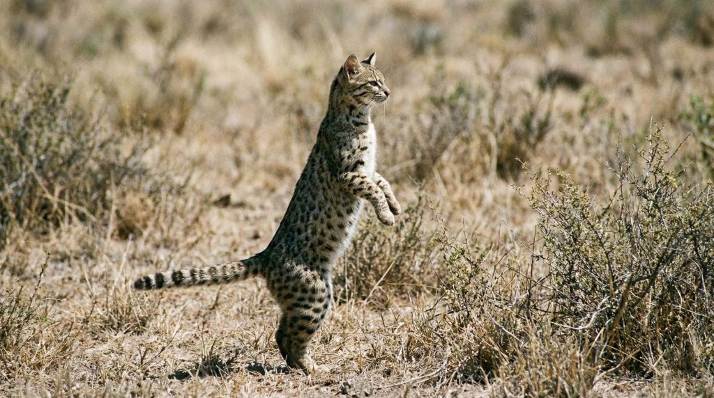 Chat de Geoffroy dressé sur ses pattes arrière pour observer son environnement