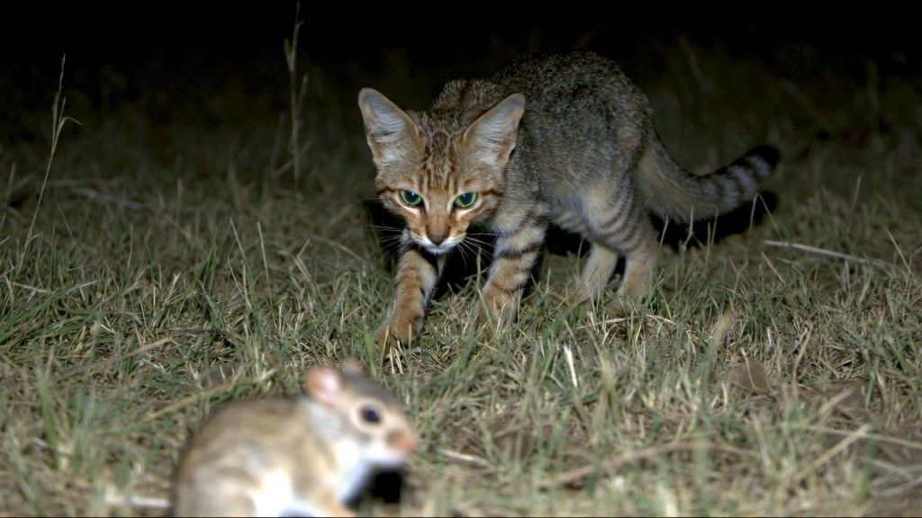 Chat à pieds noirs chassant une gerbille la nuit