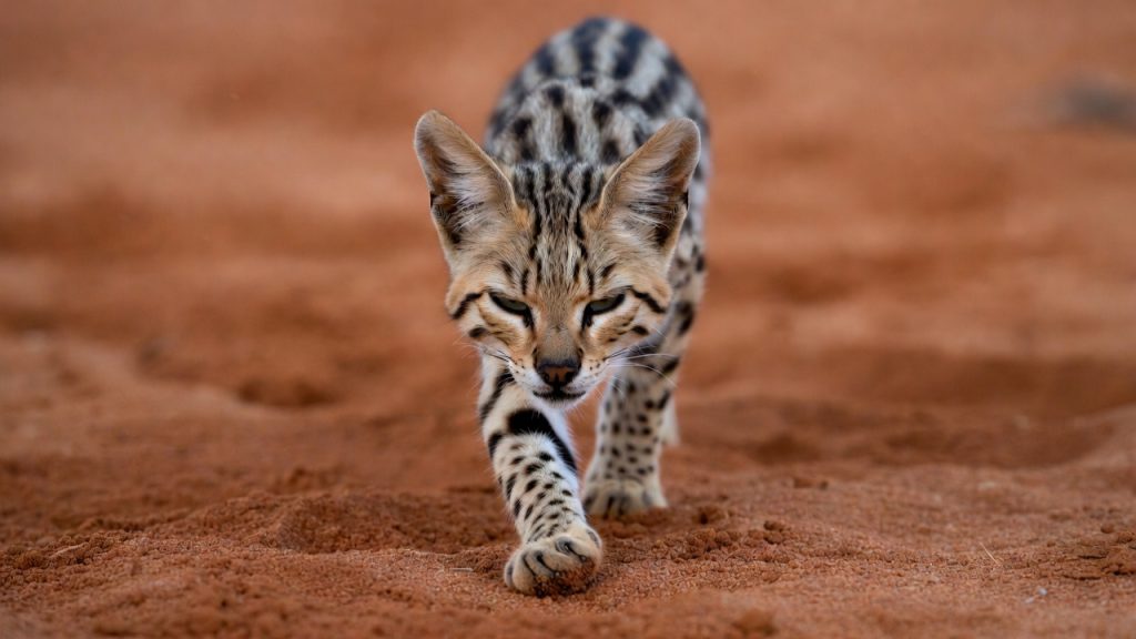 Chat à pieds noirs debout sur le sable du Kalahari
