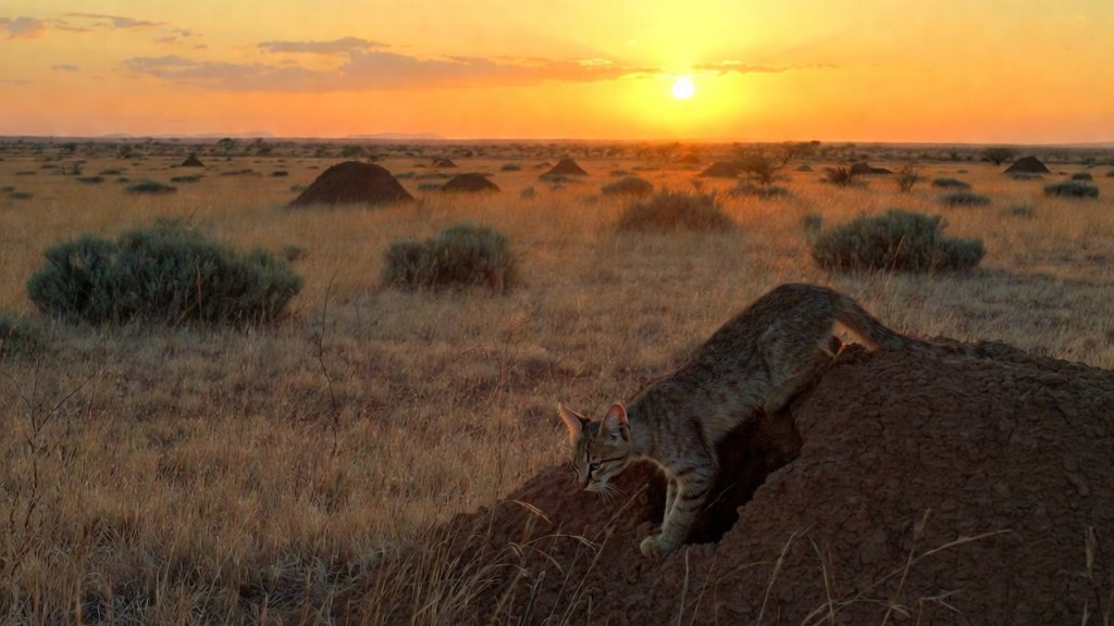 Chat à pieds noirs sortant d'une termitière au crépuscule