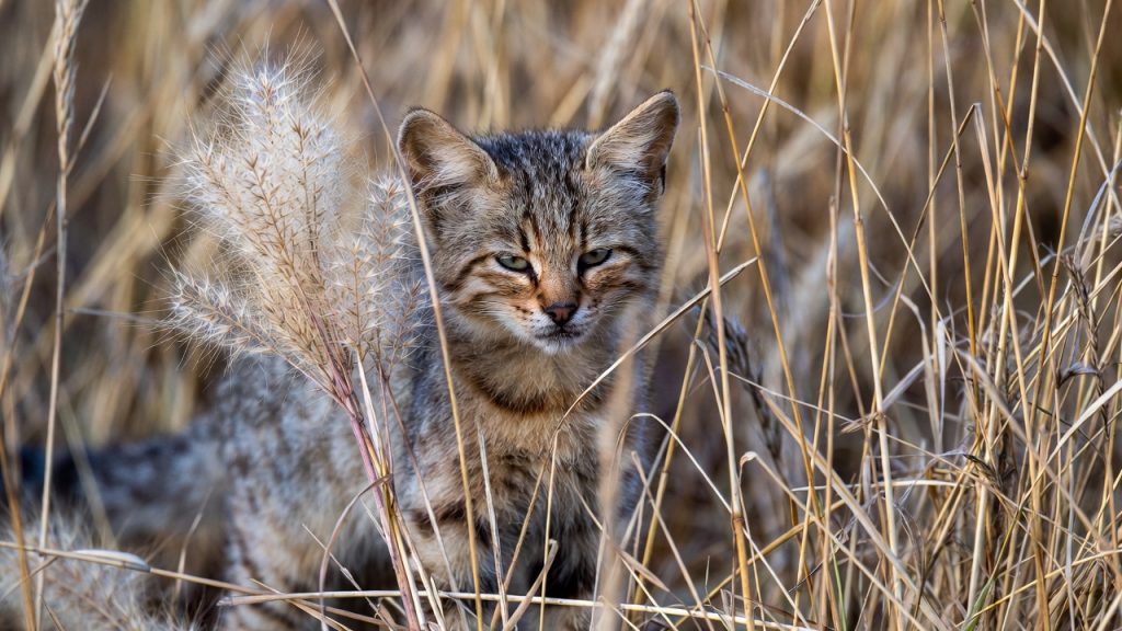 Chat à pieds noirs montrant sa très petite taille par rapport à la végétation
