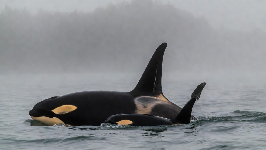 Couple d'orques mâle et femelle montrant la différence de nageoire dorsale