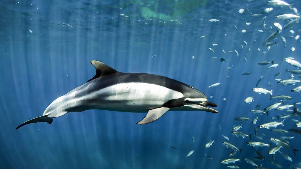 Dauphin à nez blanc chassant un banc de harengs sous l'eau