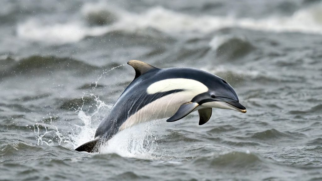 Dauphin à nez blanc sautant hors de l'eau en Mer du Nord
