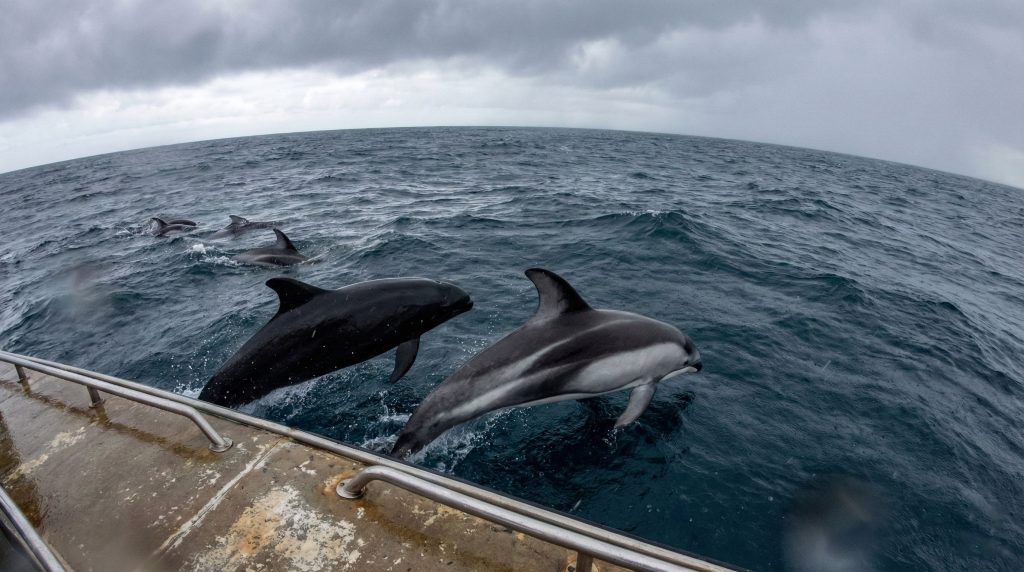 Dauphin du Nord nageant en compagnie d'un Lagénorhynque à flancs blancs du Pacifique