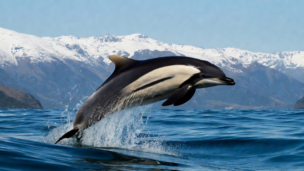 Dauphin obscur sautant hors de l'eau avec les montagnes de Nouvelle-Zélande en fond.