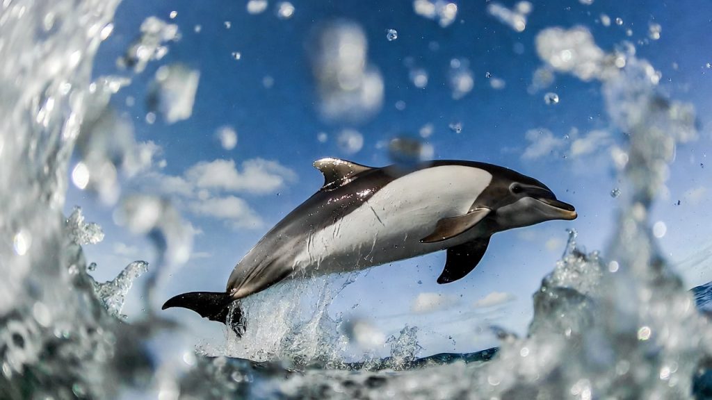 Dauphin obscur effectuant une vrille aérienne