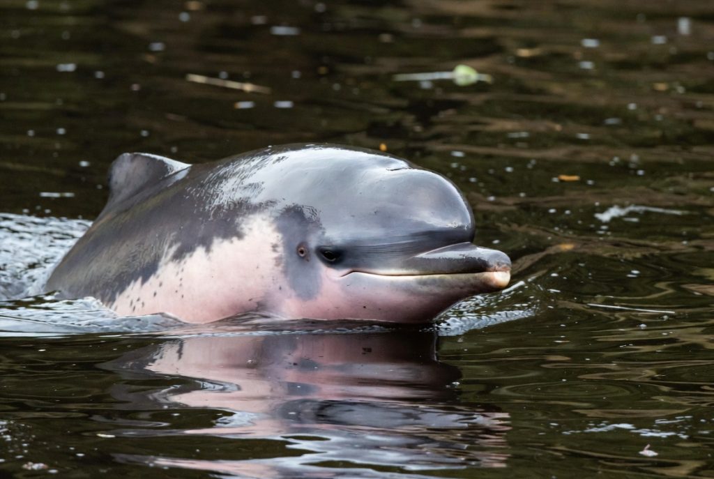 Dauphin rose de l'Amazone faisant surface dans des eaux sombres