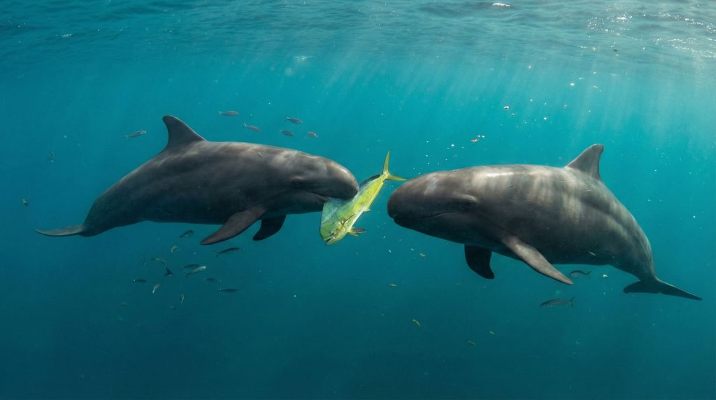 Deux fausses orques partageant un poisson sous l'eau