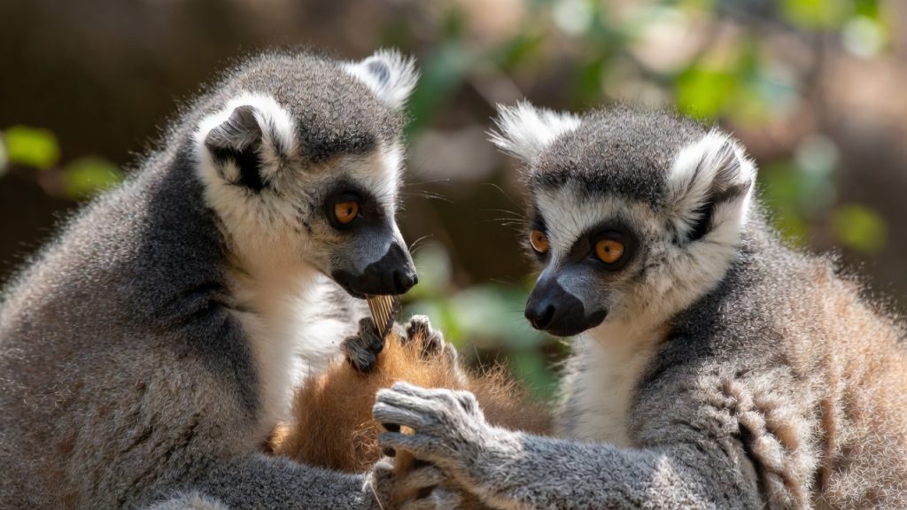 Deux lémurs catta en séance d'épouillage mutuel