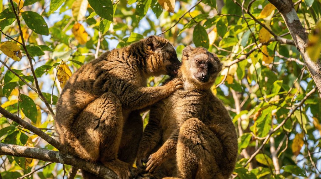 Deux lémurs fauves pratiquant le toilettage social (allogrooming) dans la forêt