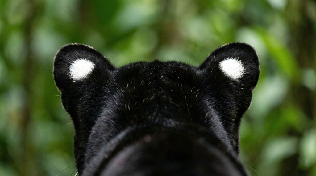 Dos des oreilles de l'Ocelot montrant les taches blanches appelées ocelles