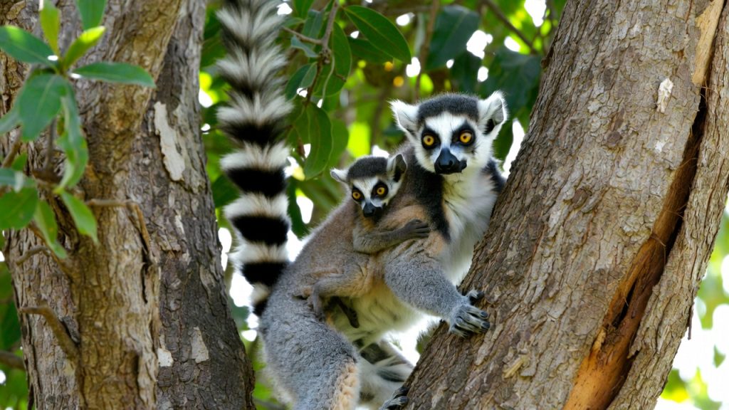 Femelle lémur catta avec son petit accroché sur le dos