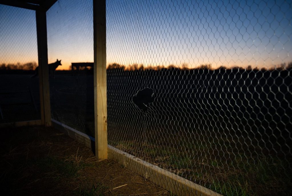Grillage poulailler renforcé avec traces de tentative d'intrusion de prédateur