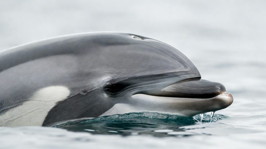Gros plan sur le bec court et blanc caractéristique de l'espèce