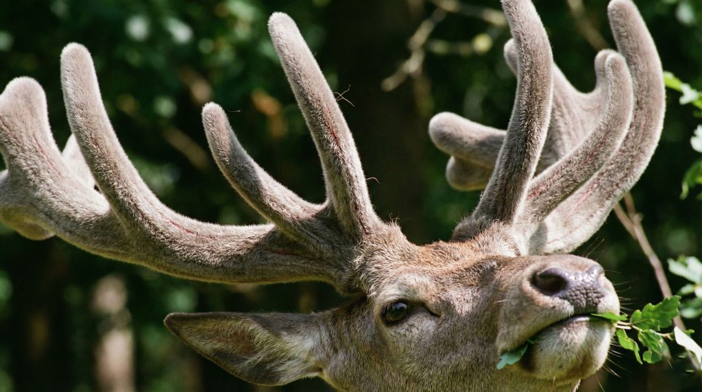 Gros plan sur les bois d'un cerf recouverts de velours en été