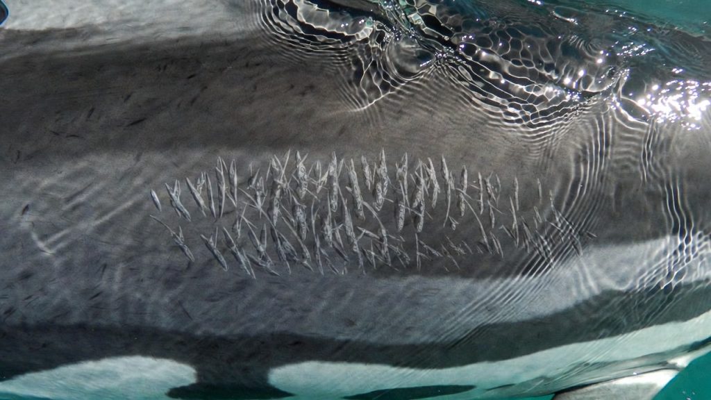 Gros plan sur les cicatrices blanches sur le flanc d'un Dauphin de Risso