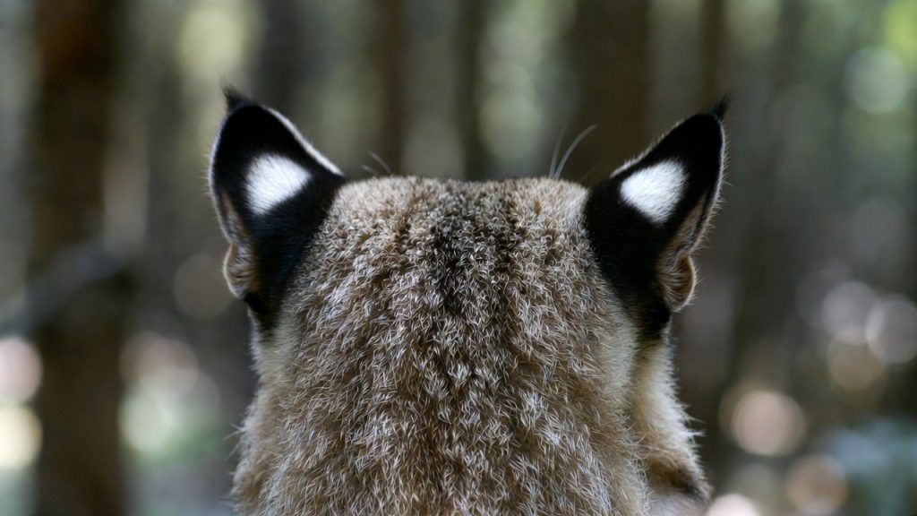 Gros plan sur le dos des oreilles d'un lynx montrant les taches blanches