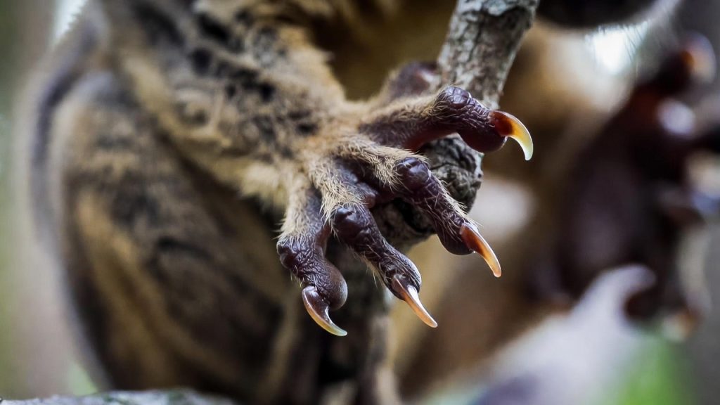 Gros plan sur les griffes de toilette des pattes arrière du tarsier