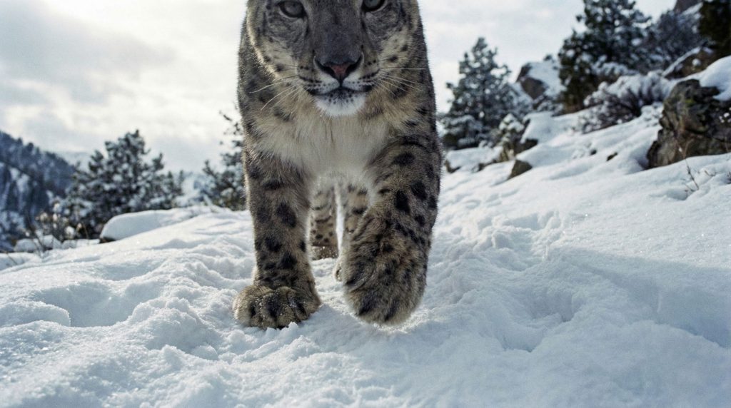 Gros plan sur les larges pattes poilues d'une panthère des neiges marchant dans la neige.