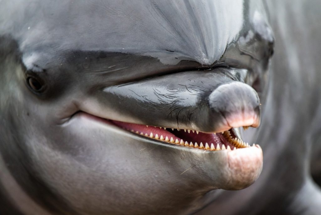 Gros plan sur le long bec d'un dauphin rose montrant ses vibrisses