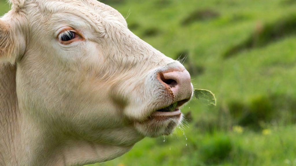 Gros plan sur la mâchoire d'une vache en train de ruminer