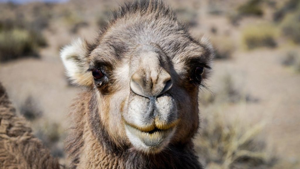 Gros plan sur la tête d'un chameau sauvage.