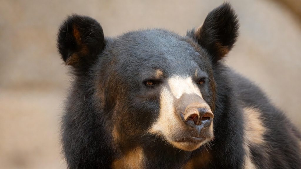 Gros plan sur la tête et les grandes oreilles rondes de l'ours noir d'Asie