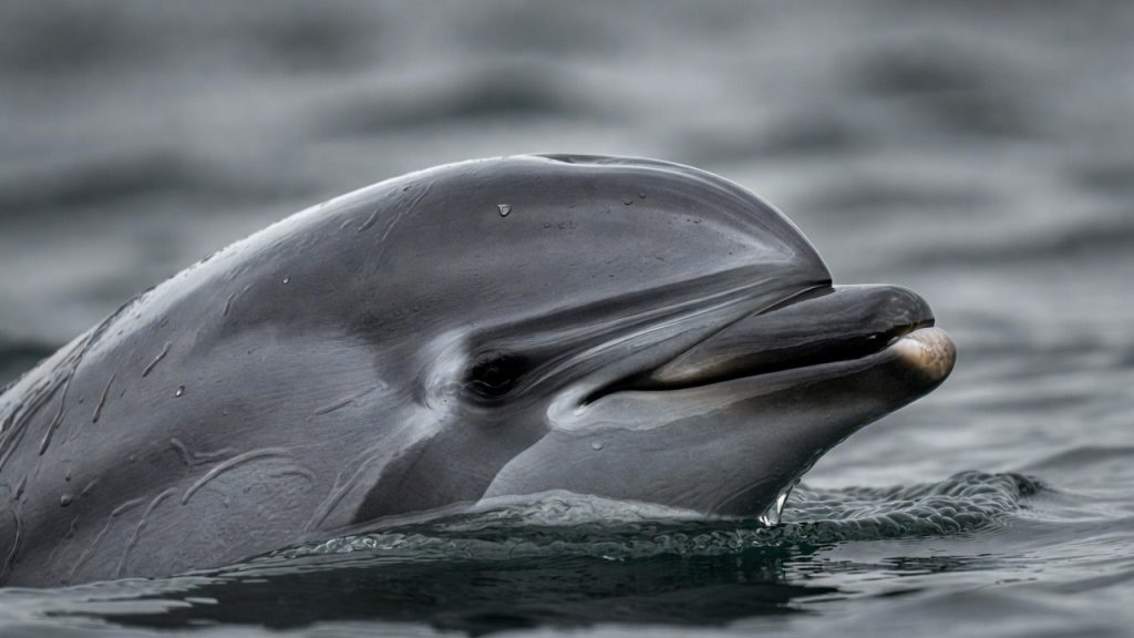Gros plan sur la tête et le rostre court d'un dauphin obscur.