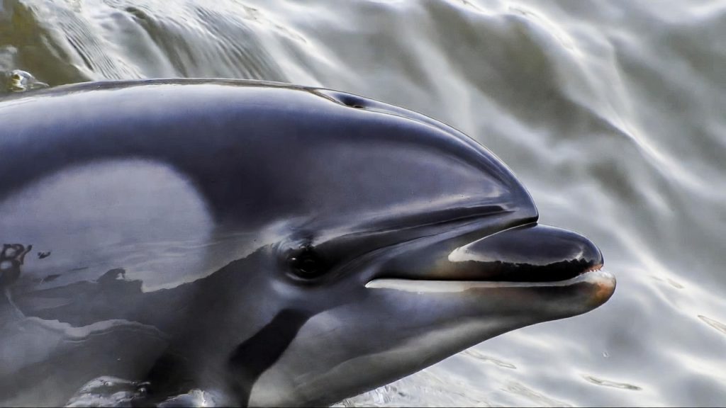 Gros plan sur la tête sans rostre d'un dauphin de Commerson
