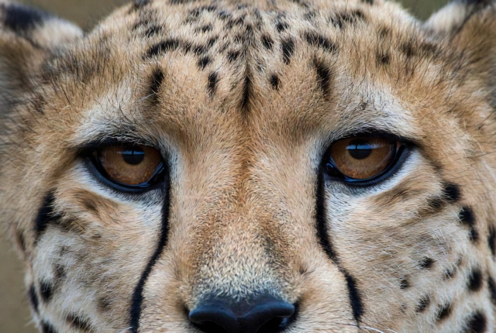 Gros plan sur le visage d'un guépard montrant les lignes lacrymales noires