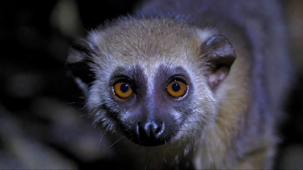Gros plan sur les yeux immenses d'un Loris mince gris la nuit