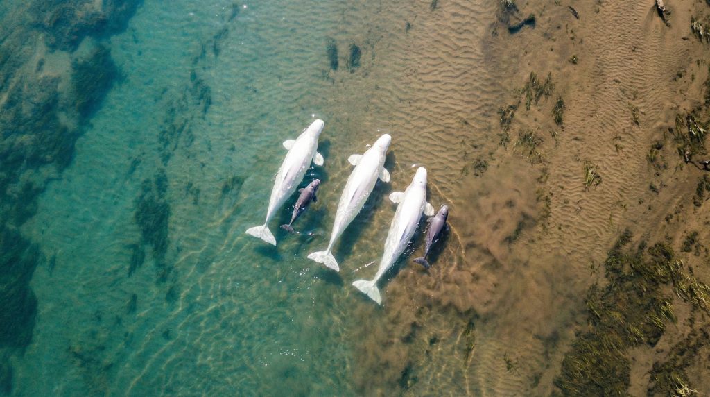 Groupe de bélugas dans un estuaire vu du ciel, avec des adultes blancs et des baleineaux gris foncé