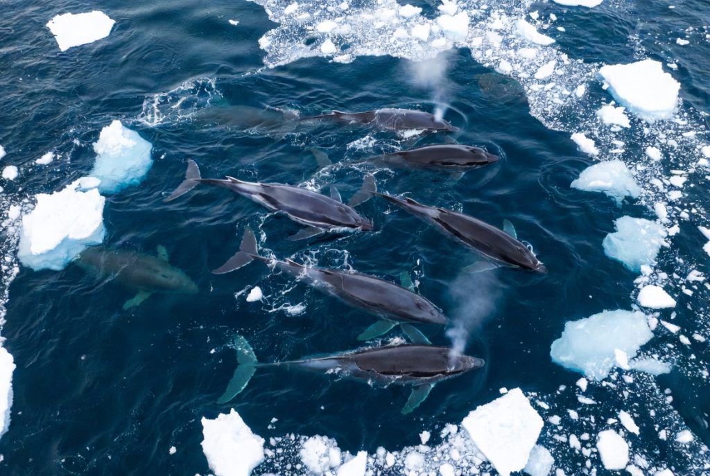 Groupe de Bérardies d'Arnoux nageant de manière synchronisée
