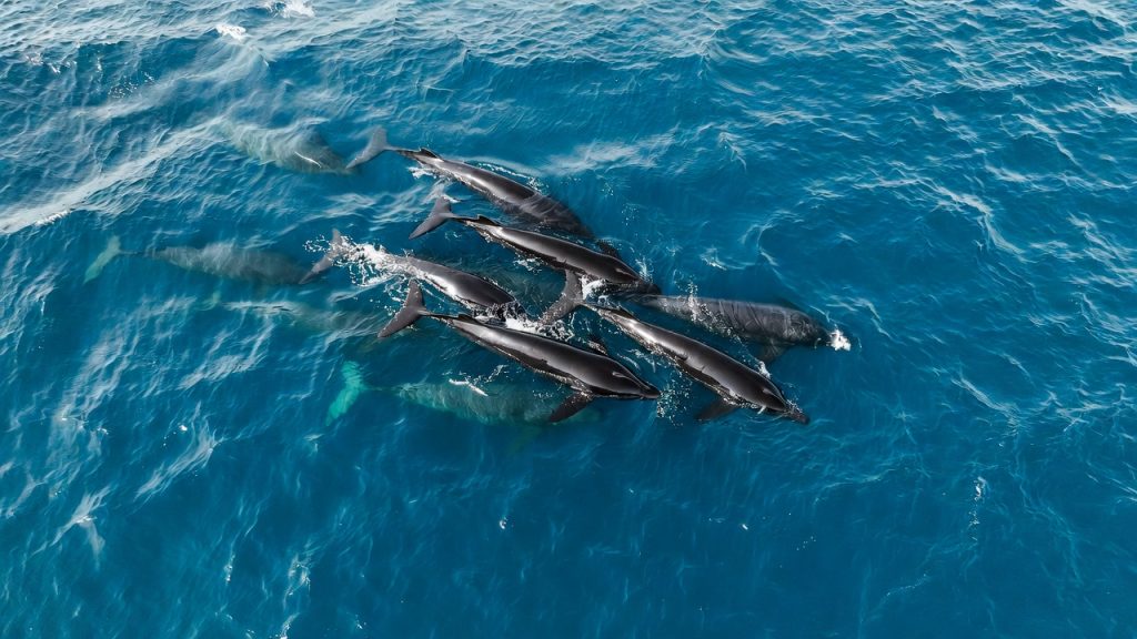 Groupe de Bérardies de Baird nageant en formation serrée