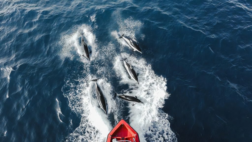 Groupe de dauphins de Commerson jouant à l'étrave d'un bateau