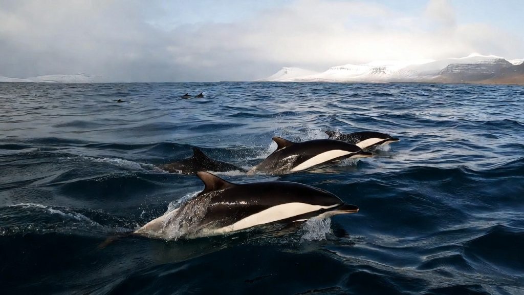 Groupe de dauphins à nez blanc nageant au large des côtes islandaises