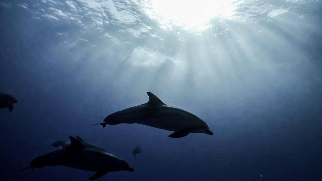 Groupe de Dauphins de Risso sondant vers les profondeurs