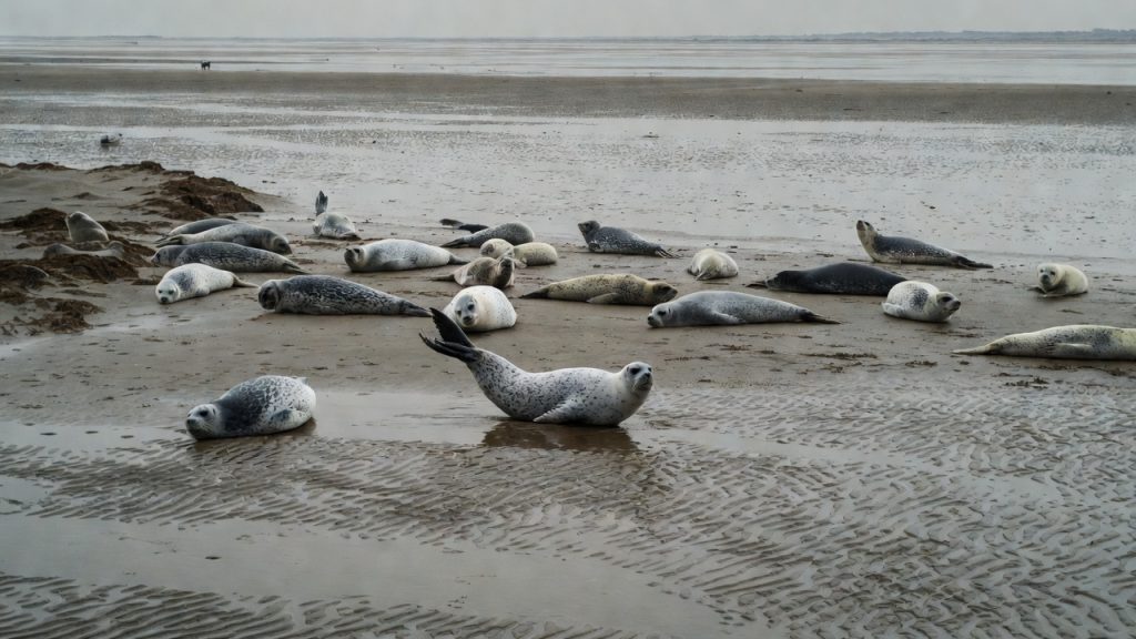 Groupe de veaux marins sur un banc de sable à marée basse