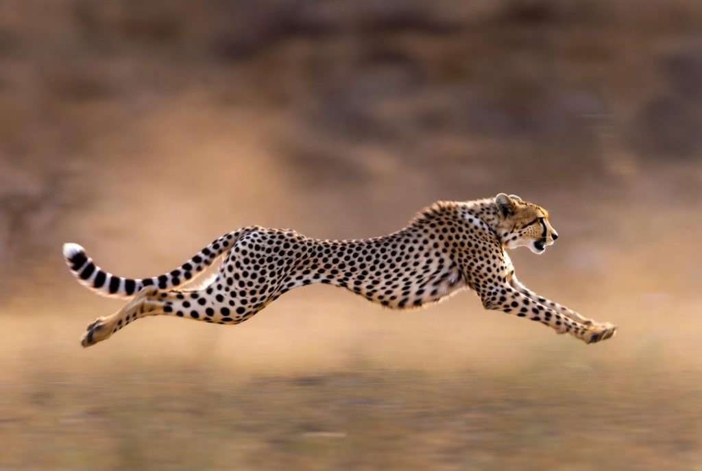 Guépard en pleine course poursuite dans la savane, toutes pattes en l'air