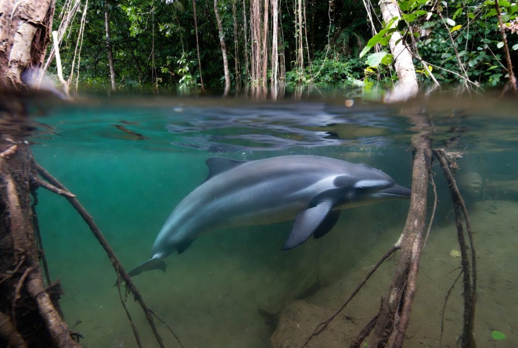 Inie de Geoffroy nageant entre les arbres d'une forêt inondée.