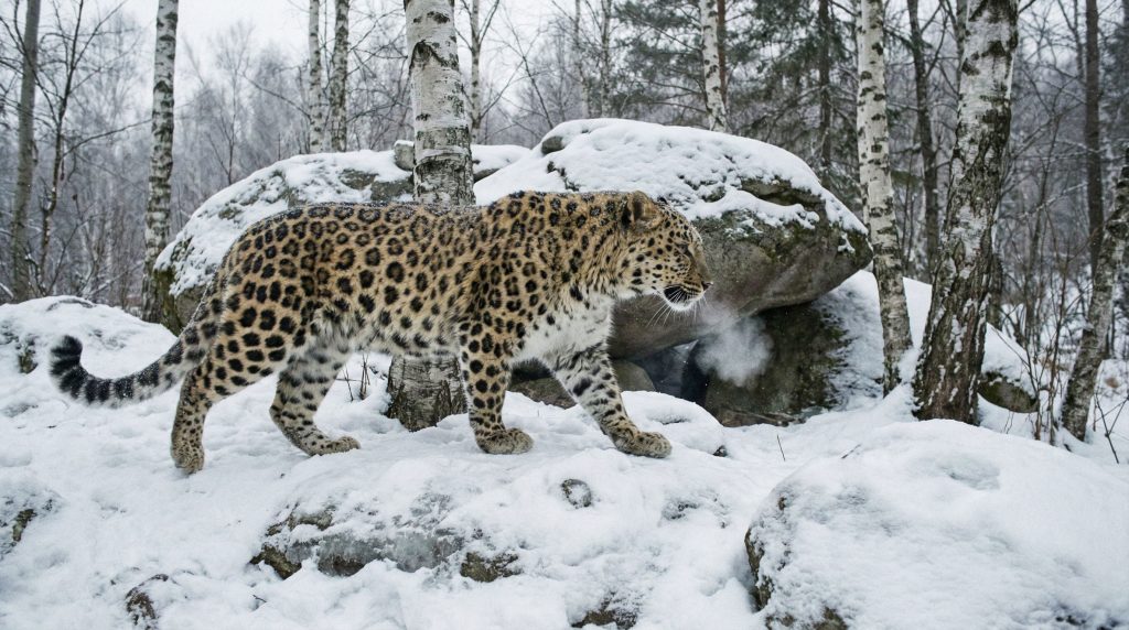 Léopard de l'Amour marchant dans la neige avec son épais pelage d'hiver