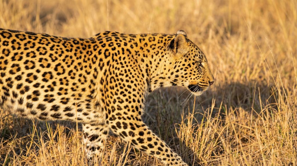 Léopard marchant dans la savane, montrant ses taches en forme de rosettes