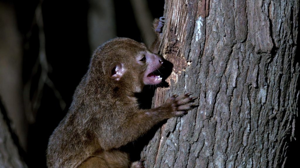 Loris de Bangka se nourrissant de gomme d'arbre.