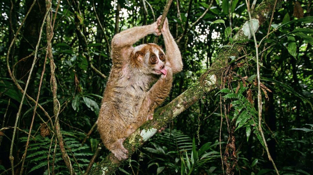 Loris lent du Bengale en posture de défense, léchant sa glande brachiale pour sécréter son venin.