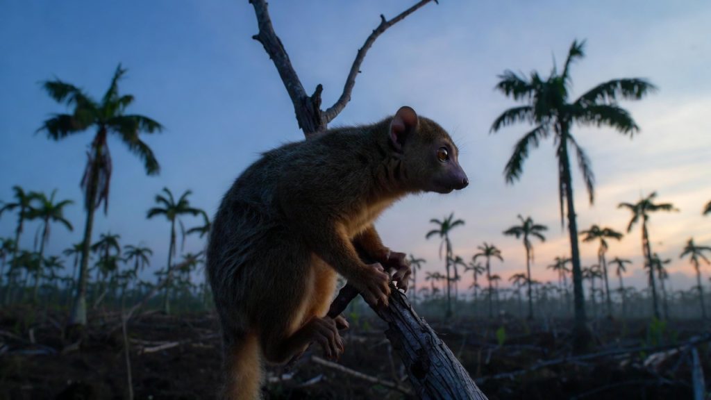 Loris lent isolé face à une plantation de palmiers à huile.