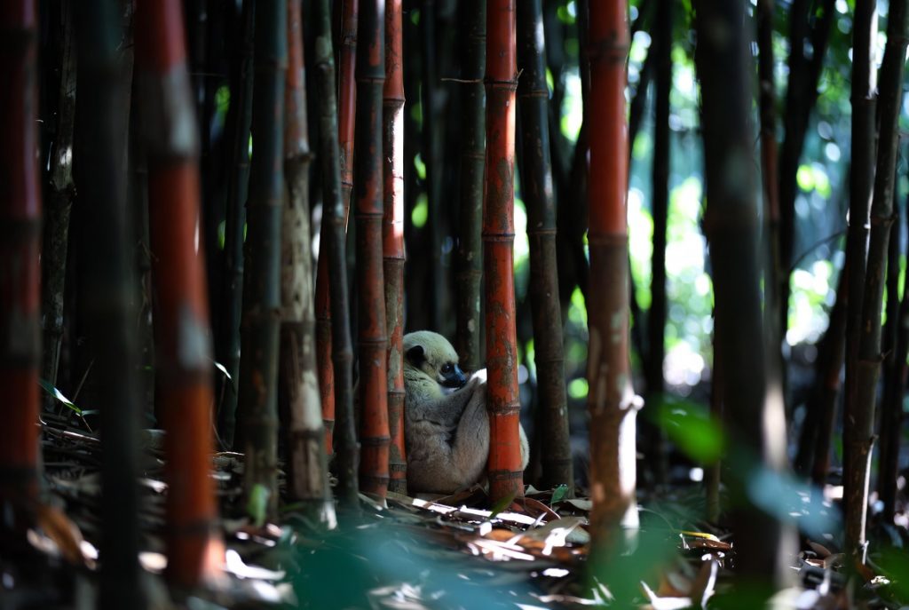 Loris lent pygmée camouflé dans des bambous en position de sommeil