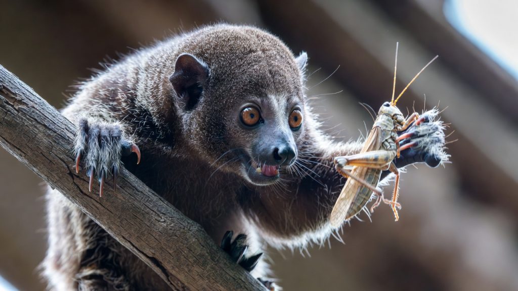 Loris mince gris capturant un insecte sur une branche