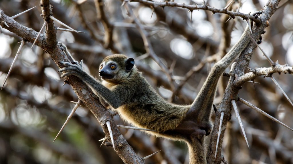 Loris mince gris s'étirant entre deux branches d'acacia.