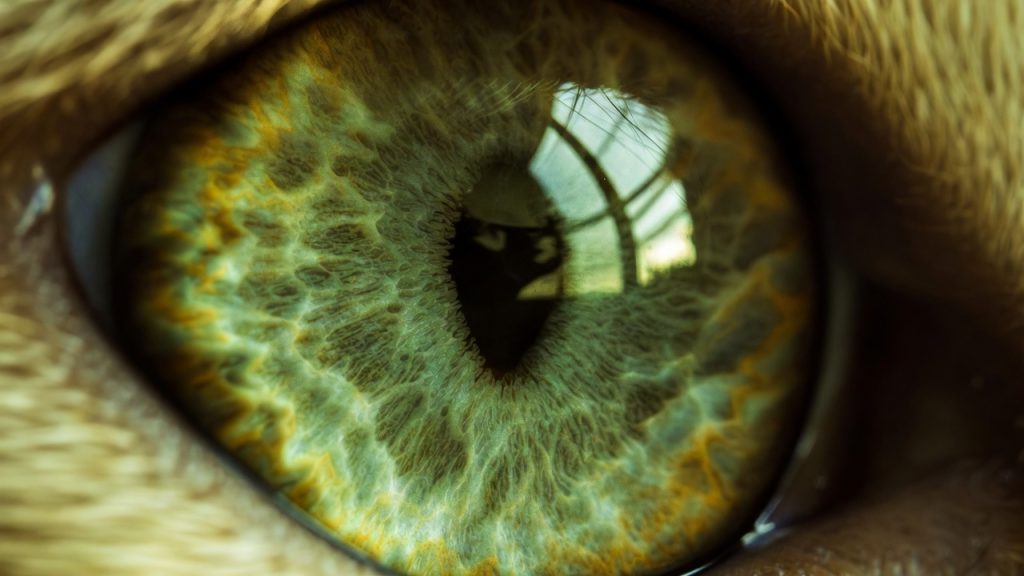 Macrophotographie de l'œil d'un chat montrant la pupille verticale.